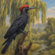 Imperialwoodpecker.png